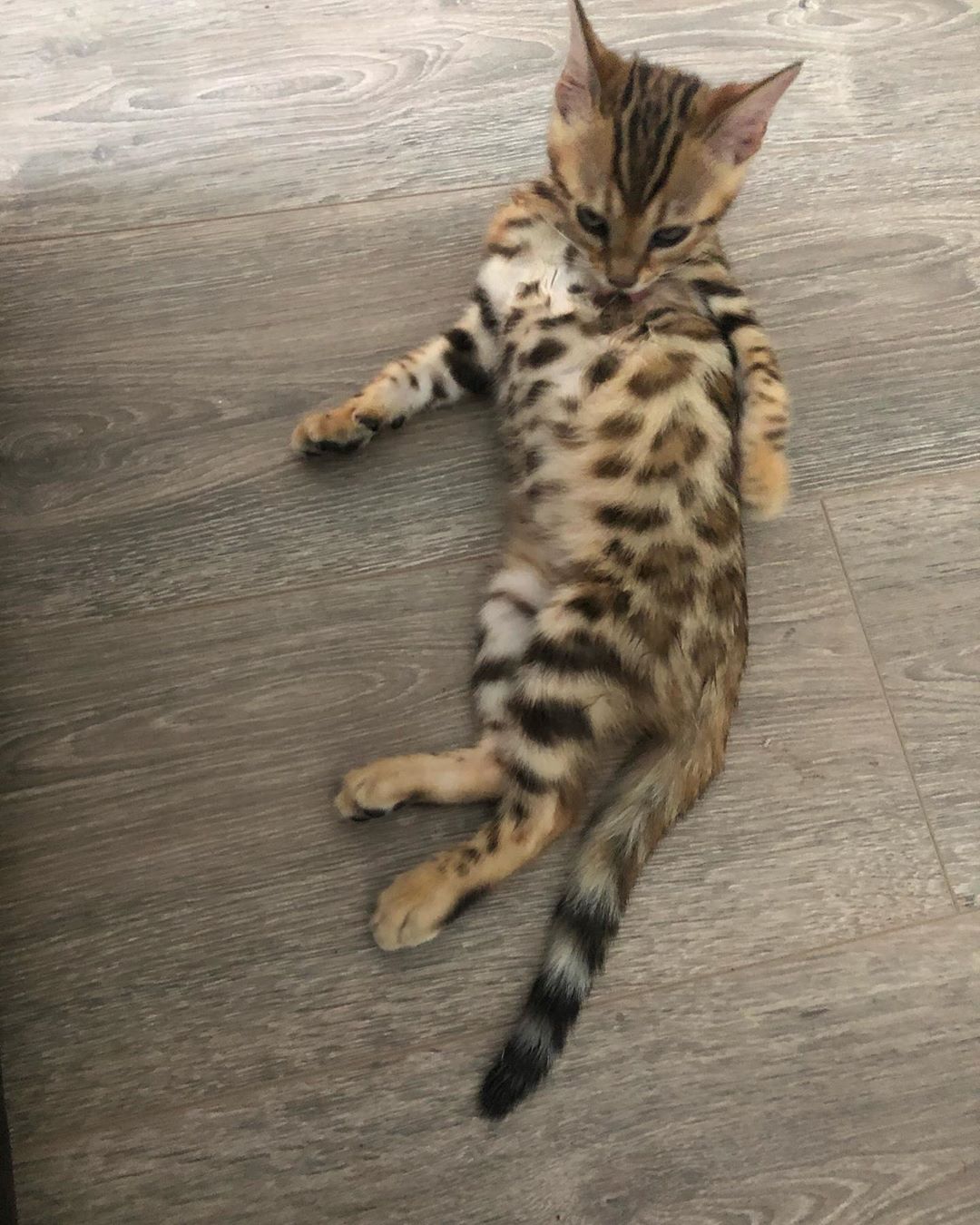Jaxie