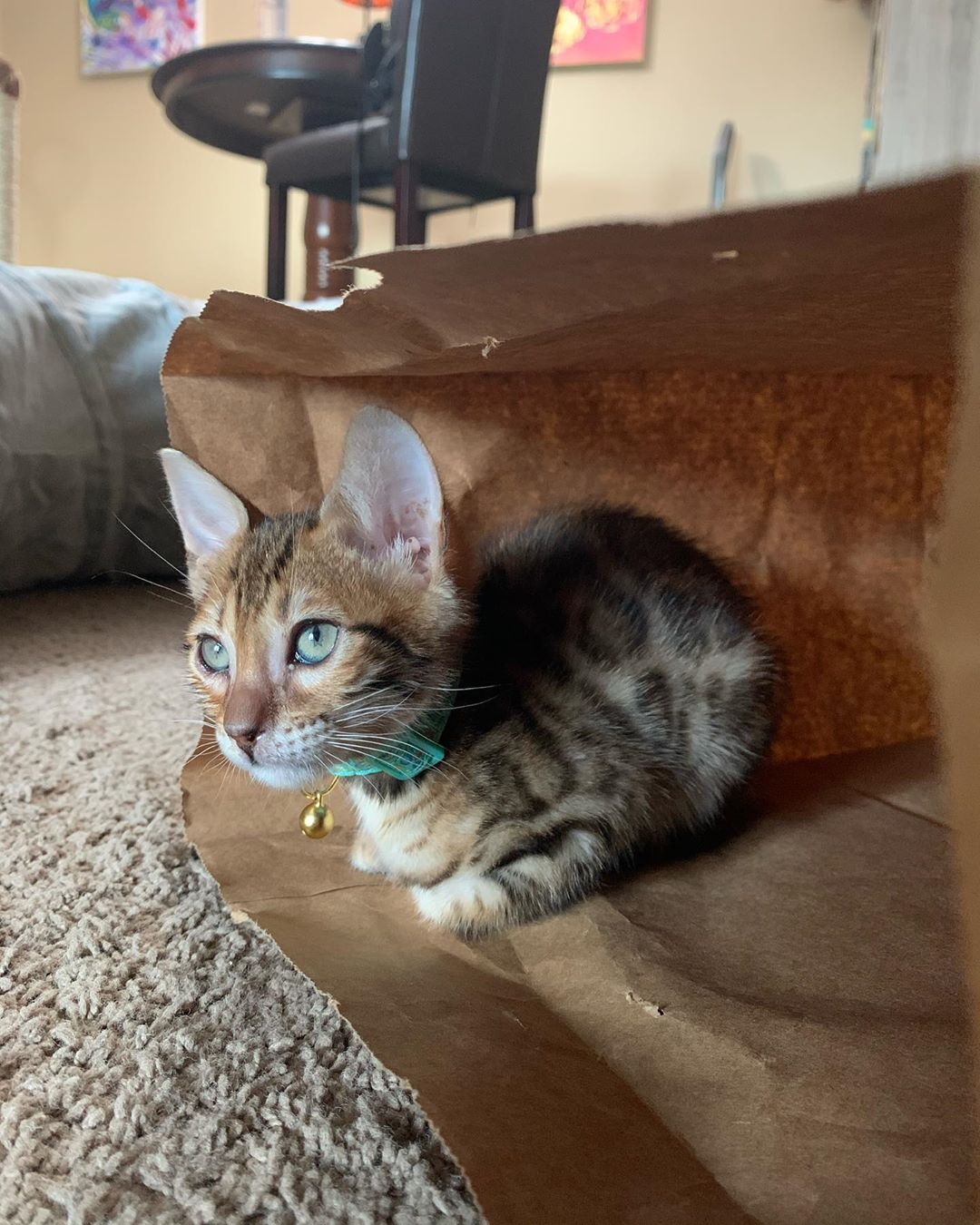Jolie