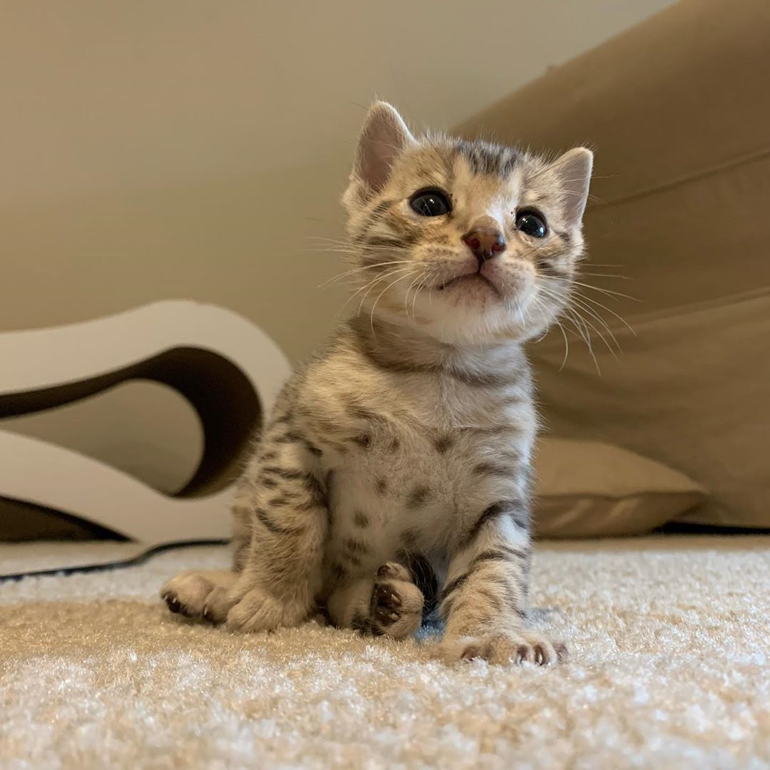 Lil