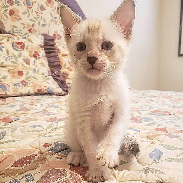 Milo