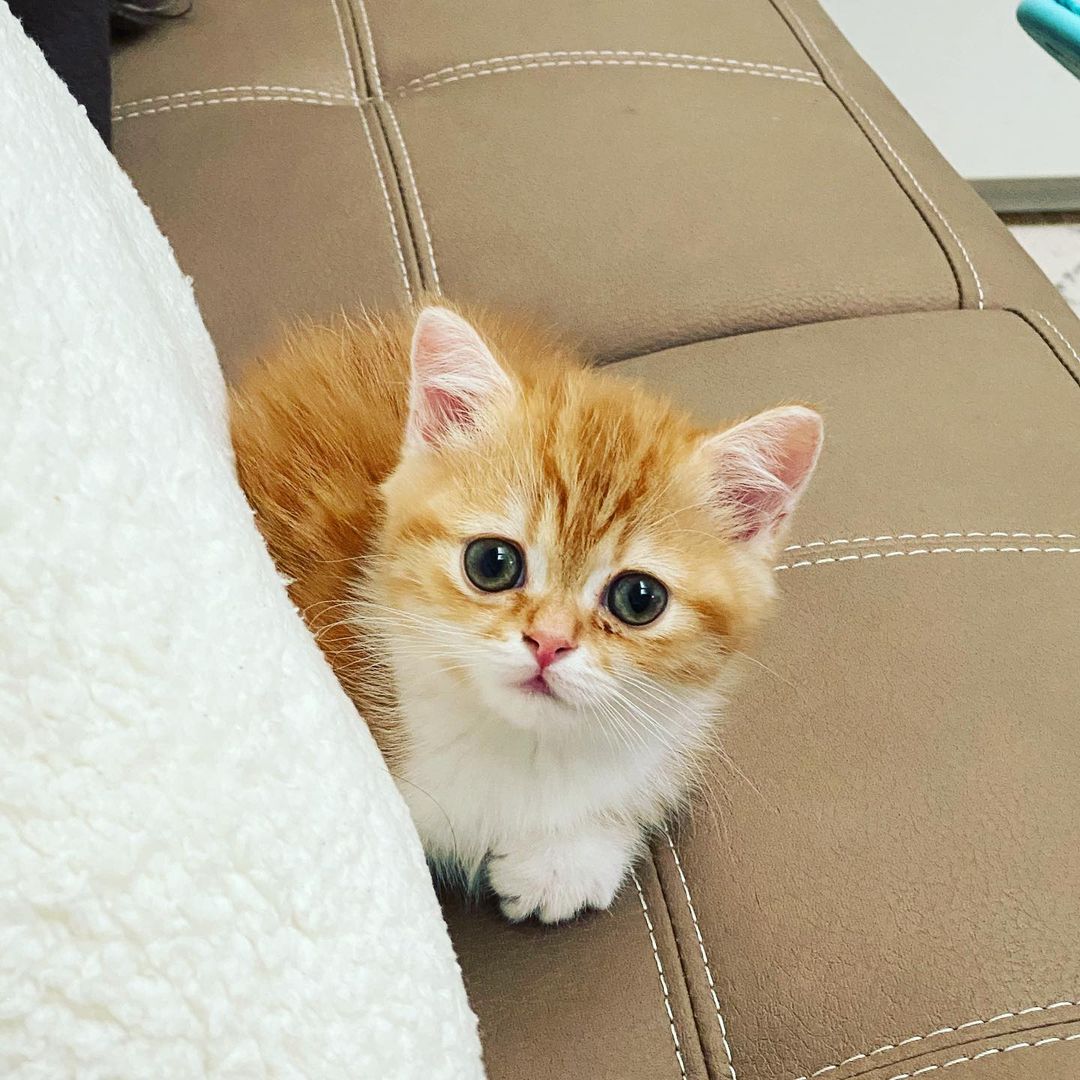 Benji