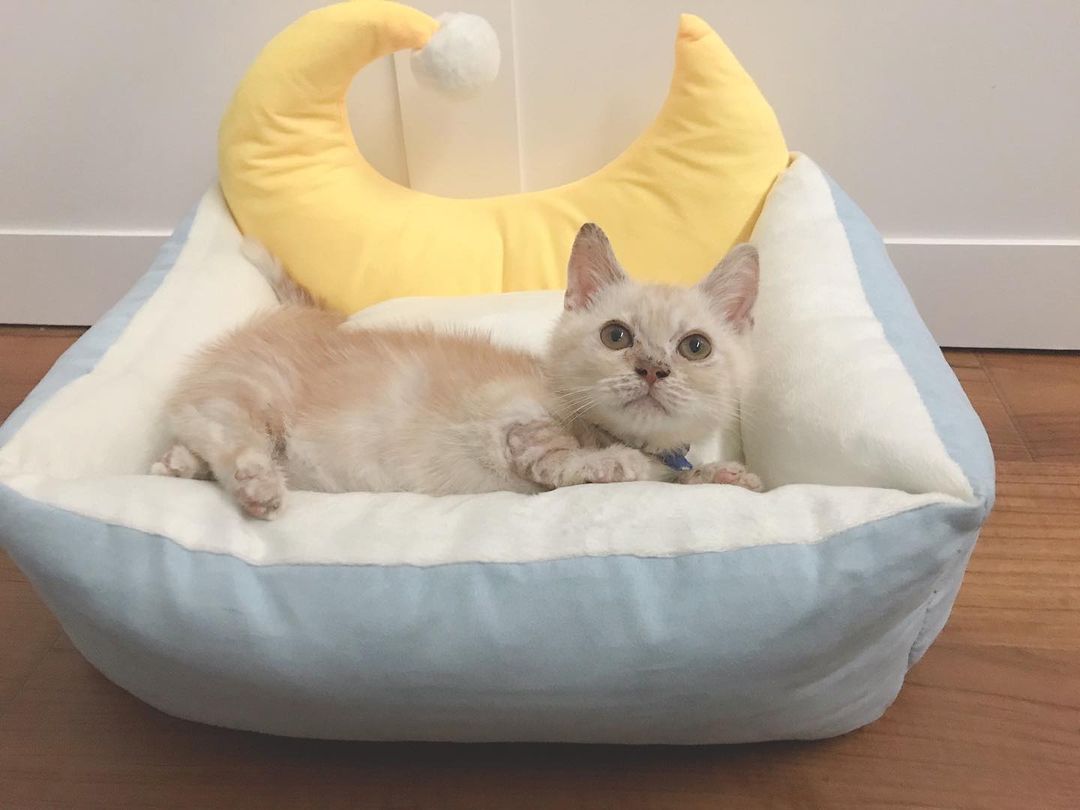 Munchkin Kätzchen
