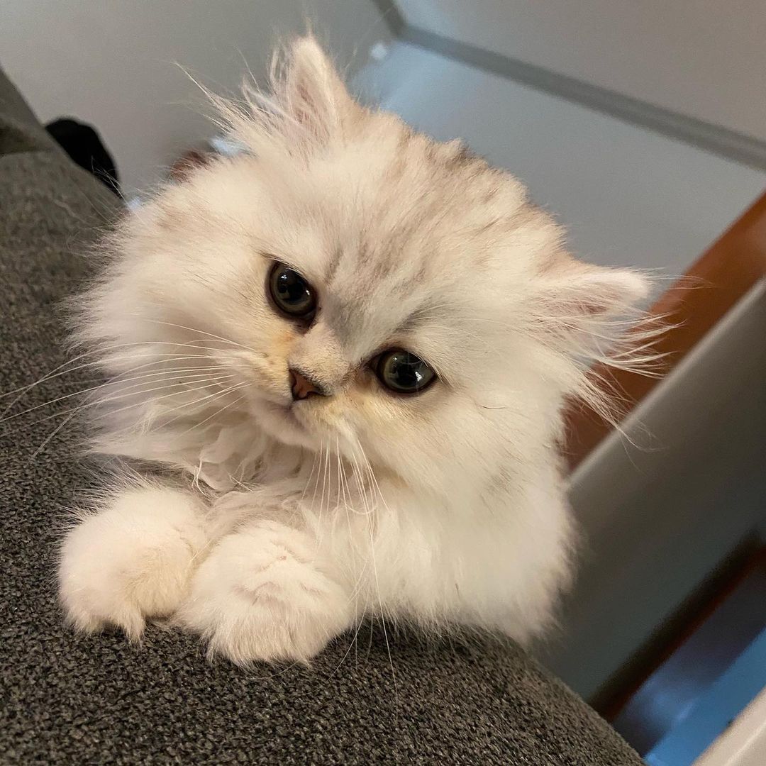 Puff