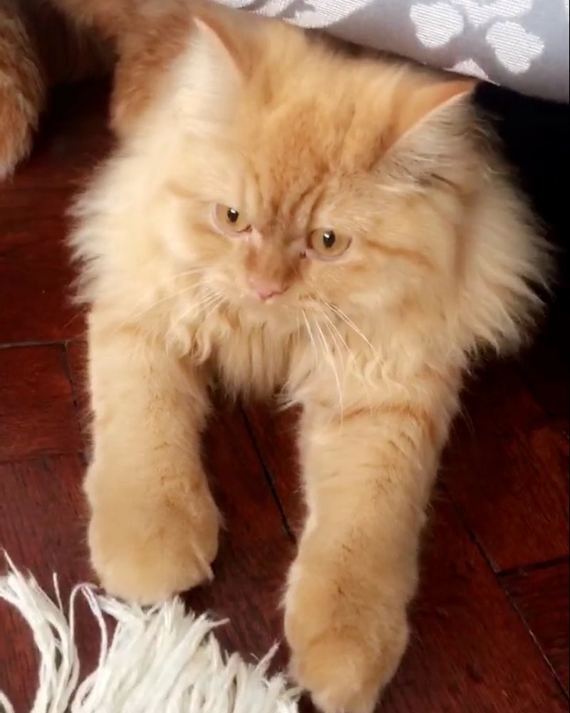 Mishmish