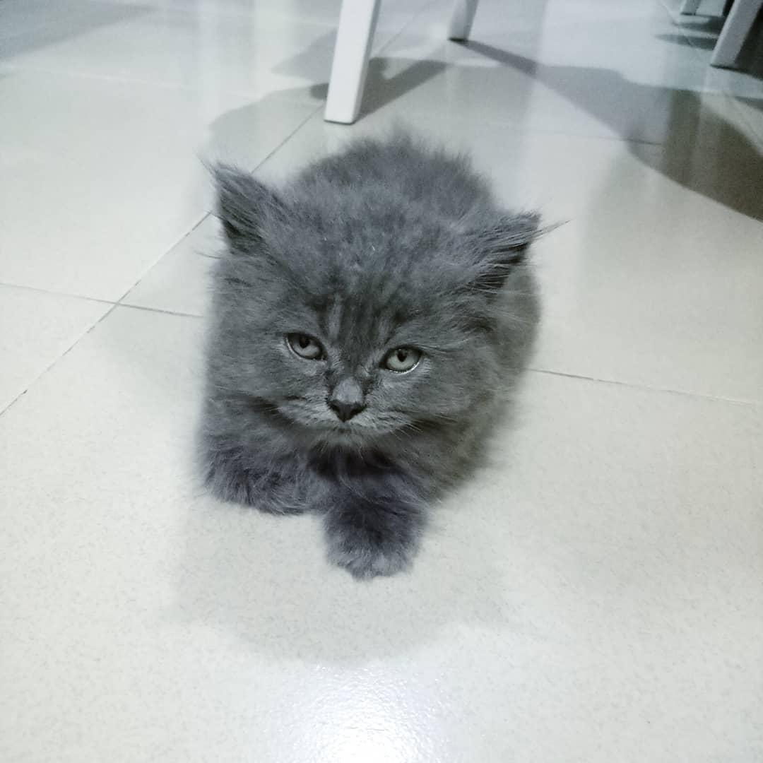 Pepper