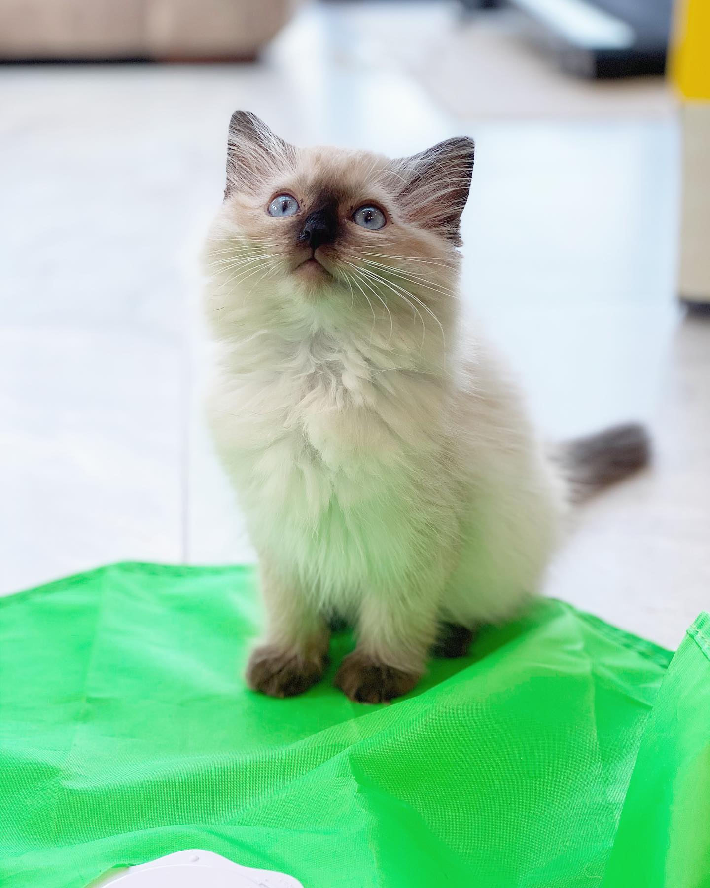 Ragdoll Kätzchen