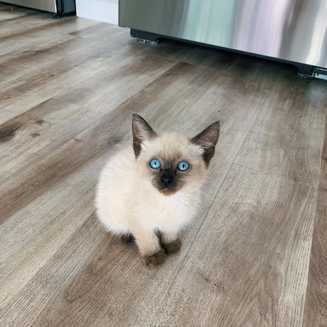 Siamkatze Kätzchen