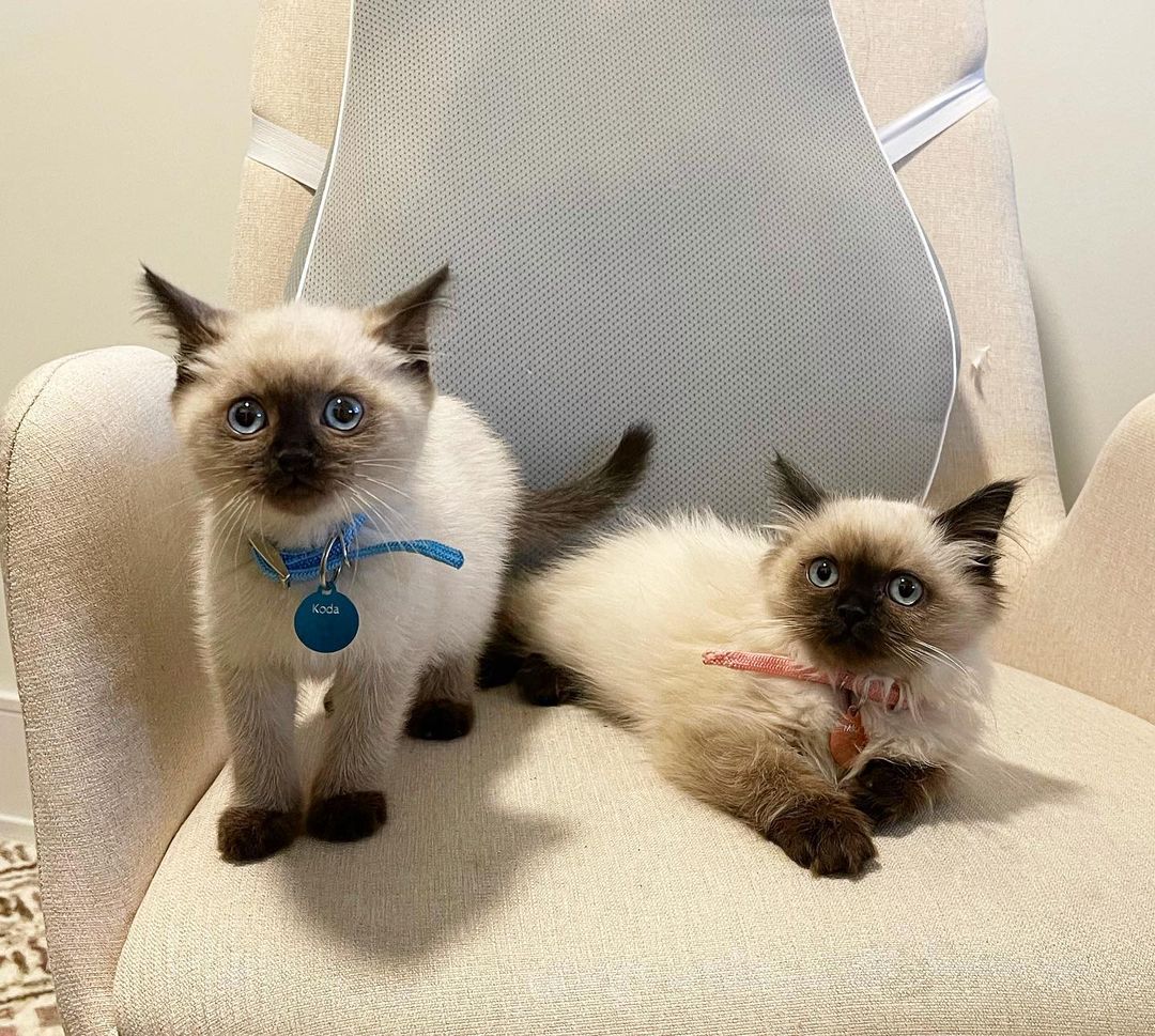 Koda & Mika