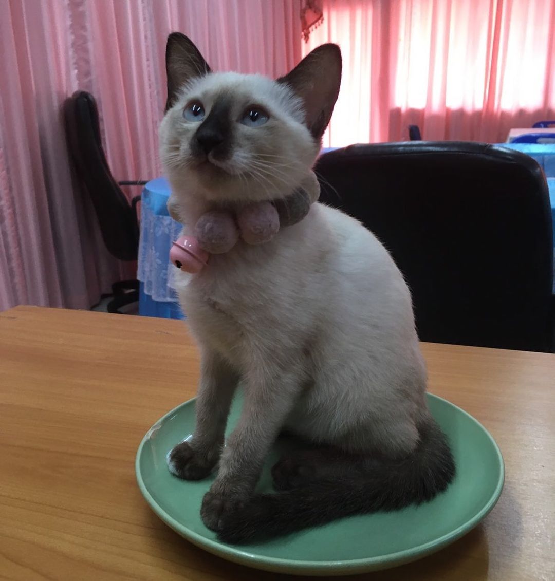 Matsu