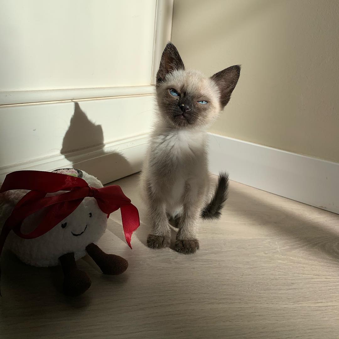 Mochi